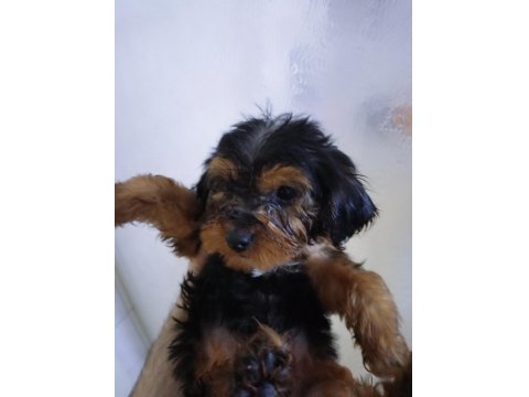 2'5 Aylık Morki Poodle Erkek Ve Dişi Yavrular