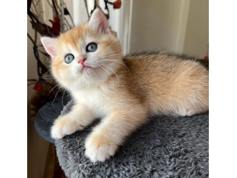 Ny12 Soylu Golden British Yavrular - Muhteşem Tip Ve Karakterli