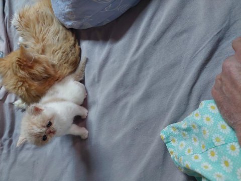 Exotic Longhair Erkek Ve Dişi Safkan Bebekler