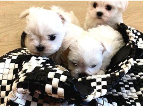 En Güzel Hediyeniz Maltese Bebeklerimiz