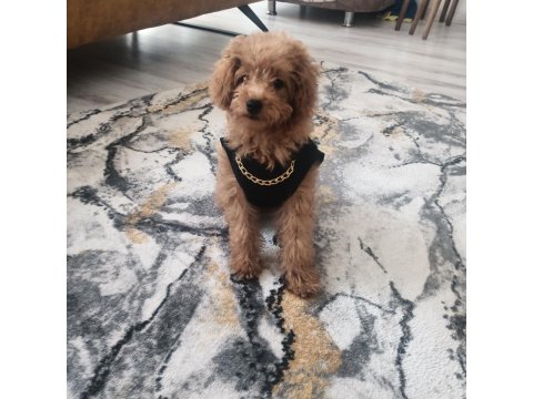 4 Aylık Toy Poodle