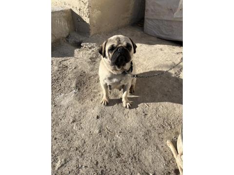 Pug Mops 2 Yaşında Yavrusu 2 Aylık Aşıları Tam