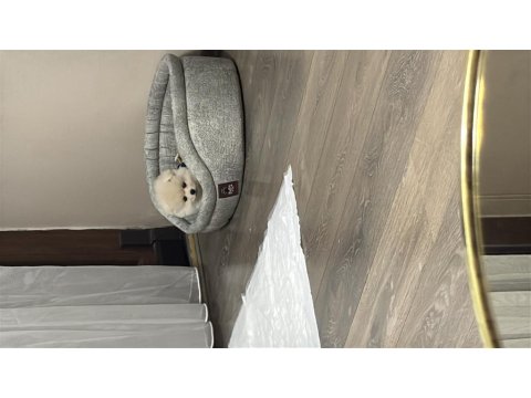 6 Aylık Dişi Pomeranian Yavru