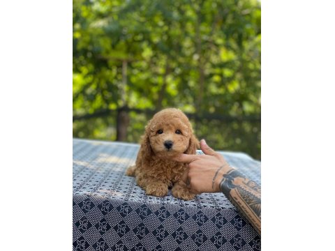 En Microsu A Kalite Maltipoo