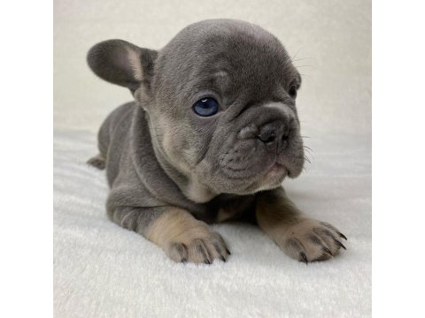 French Bulldog Köpekleri