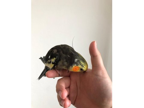 Erkek Sultan Papağanı 2 Yaşında Sağlık Sorunu Yok