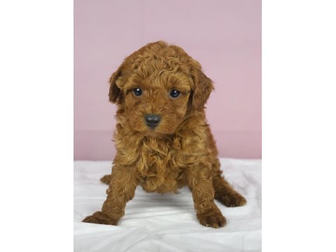 Mükemmel Güzellikte Poodle Bebeğim