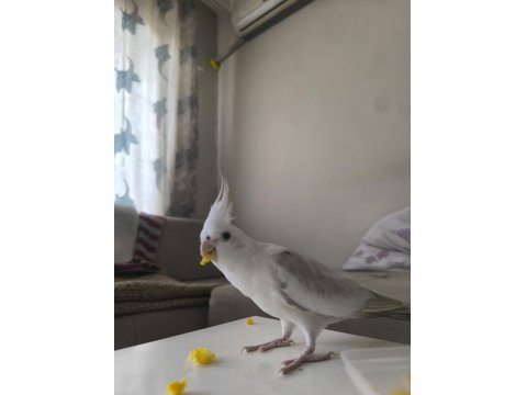 Dişi Jumbo Sultan Papağanı Albino