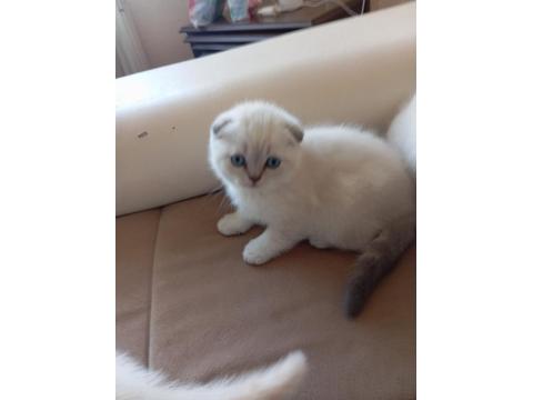 Scottish Fold Mavişlerim
