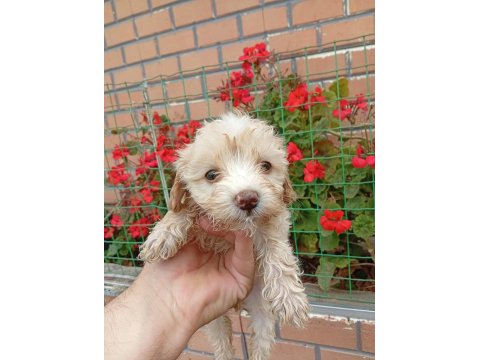 Maltipoo Minik Şekerler