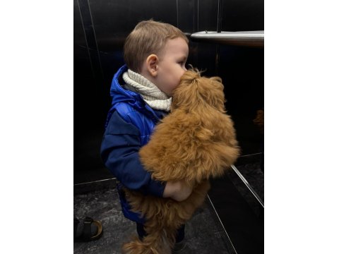 Bebek Suratlı Poodle Köpeğimiz Coffe