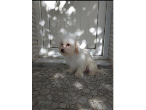 Maltipoo Maltese Köpekler