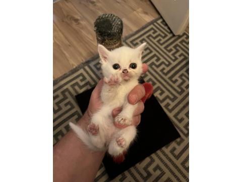 Minik British Shorthair Patiler Yeni Yuvalarını Arıyor!