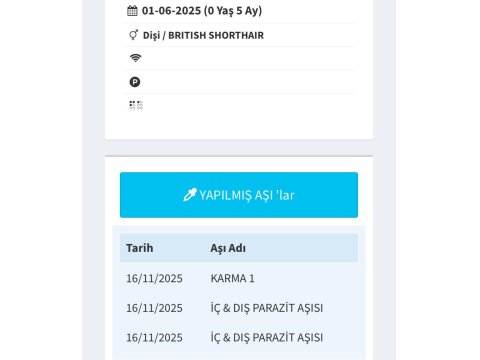 6 Aylık Dişi Kedimiz