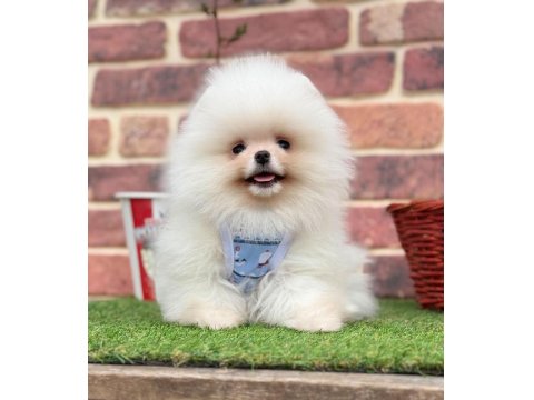 Safkan Pomeranian Boo Yavrular
