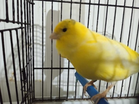 Erkek Malinua Kanarya 2023