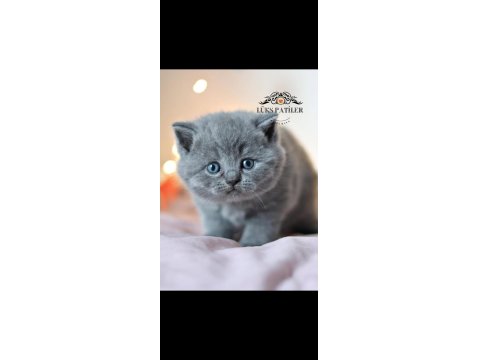 Kara Kuzum Gri British Shorthair