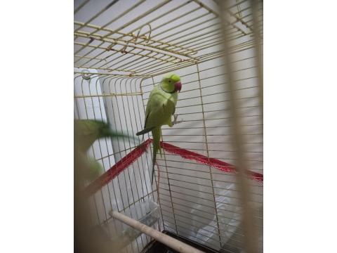 Erkek Pakistan Papağanları