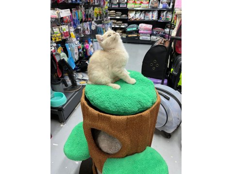 Show Kalite British Yavrularımız 2,5 Aylık