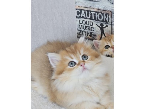 Absolu Torunu Prenses British Longhair