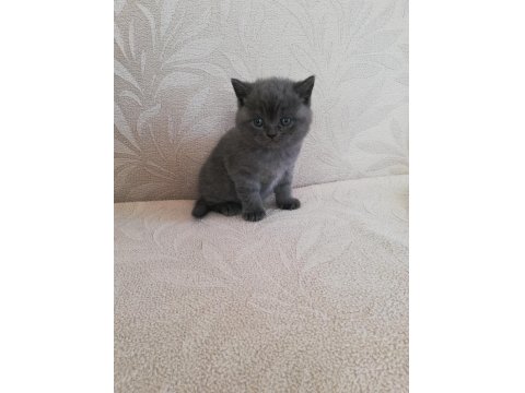 Mükemmel British Shorthair Bebekler