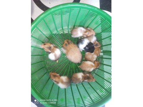 Aynı Gün Adrese Teslim Hamster Yavru Ve Setleri