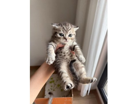 British Shorthair Yavru