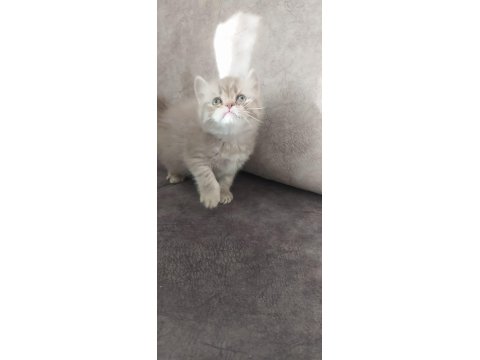 2 Adet Dişi British Longhair Yavrularımız
