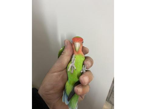 Oyun Hamuru Gibi Papağanımız