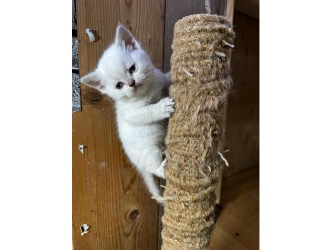 British Shorthair Dişi Bluepoint
