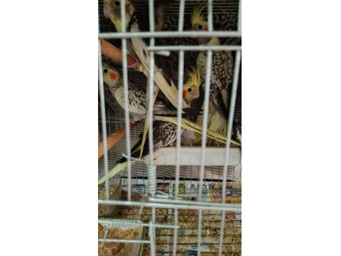 Yeme Düşmüş Sultan Papağanları