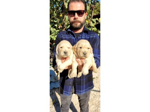 Golden Retriever Bebekler