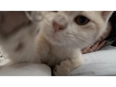 Kedilerimize Yuva Arıyoruz