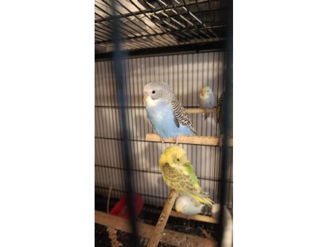 Rainbow Yerli Muhabbet Kuşu Yavrular