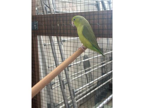 Dişi Yaşında Forpus Papağanı