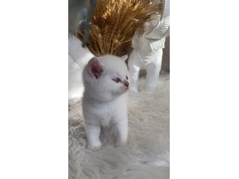 Safkan British Shorthair Lilac Point Erkek