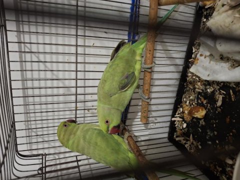 Pakistan Papağanları 2 Adet