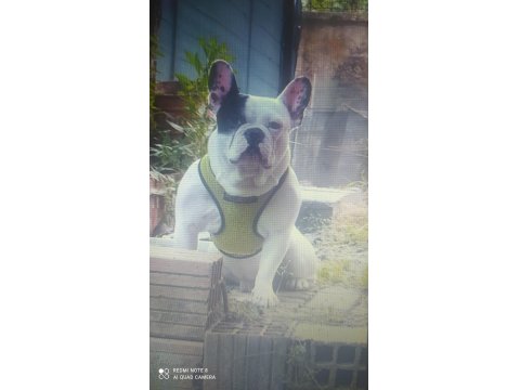 4 Yaşında Erkek Fransız Bulldog