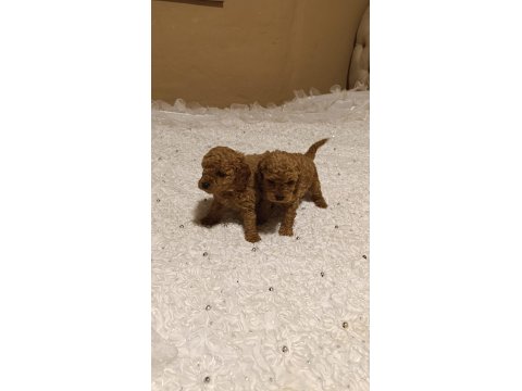 Tatlı Mi Tatlı Poodle Minikler