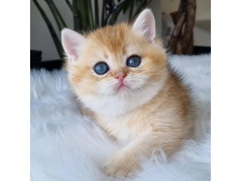Ay Işığından Gelen Yavrumuz Golden British Shorthair