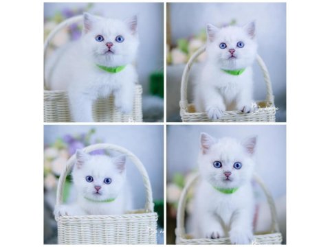 British Shorthair Cinsi Yavruları