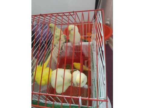 Lutino Muhabbet Kuşu Yavrular