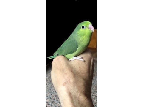 Elle Beslemeye Uygun Forpus Yavrular