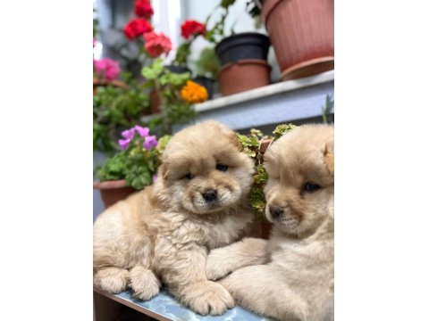 Yavru Çin Aslanlarımız Sağlık Ve Irk Garantilidir