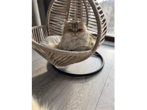 British Longhair 3 Yaşında