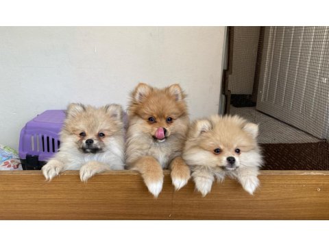 Türkiye'nin En Seçkin Pomeranian Spitz Boy Kilo Garantili Yavruları