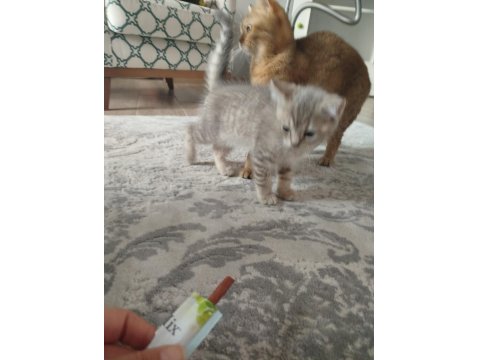 Kedimiz Puki Yeni Yuvasını Arıyor