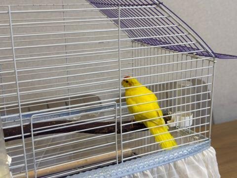 Sağlıklı Yavru Kakariki Papağanı