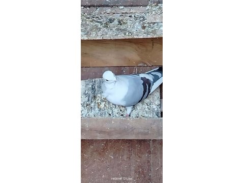 Satılık Her Çeşit Güvercinler Yavru Yumurta Muayer