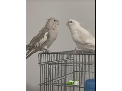 Sultan Papağanı Çifti Albino Erkek Ve Dişi